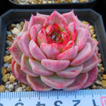 PRESALE Echeveria Red Velvet, (Random)