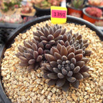 Sinocrassula Yunnanensis, Cluster, (Not so Random)