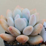 Pachyphytum Frevel, (Random)