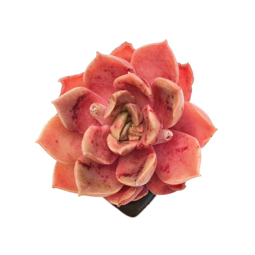 SALE! Echeveria Mohican