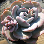 PRESALE Echeveria Cream Tea, (Random)