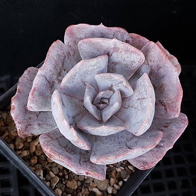 Echeveria Lilacina, Variegata, (Random)