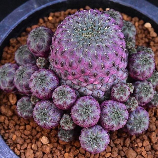 Sulcorebutia Rauschii, Cluster, (Not so Random)