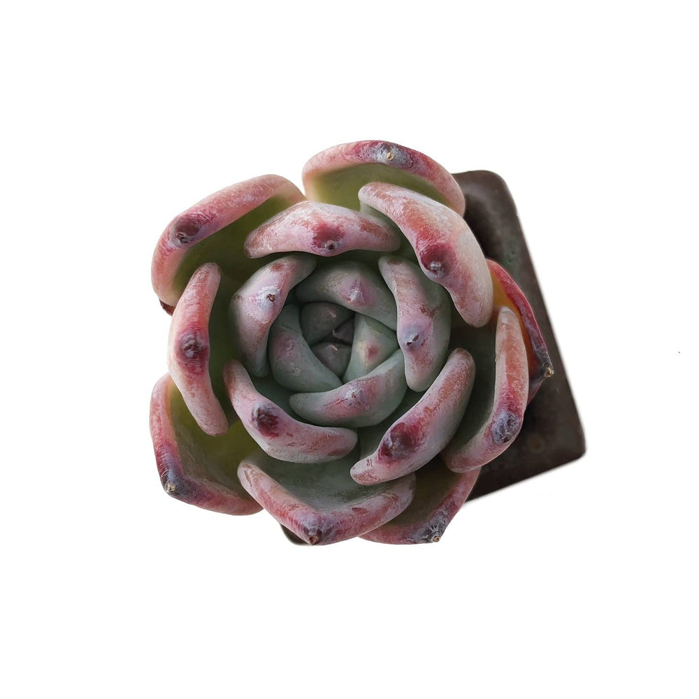 bradburiana succulent Echeveria Bradburiana – Cedar Creek Farmhouse