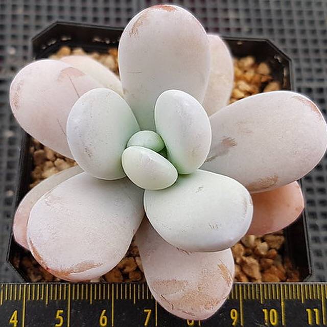 Echeveria Kecevana, (Random)