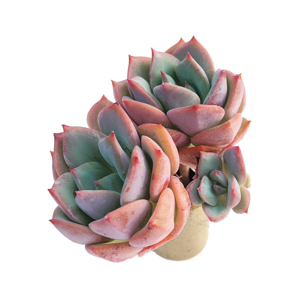 Echeveria Sp., (Double with Pup)