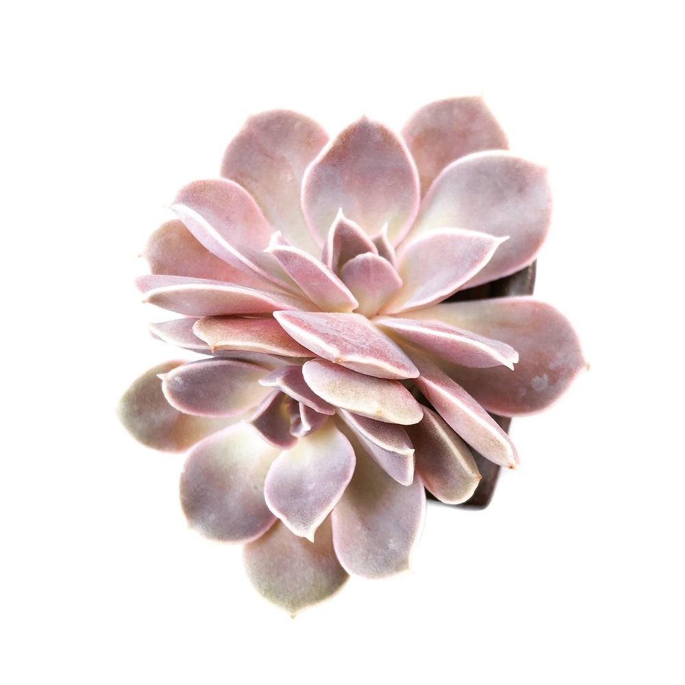 Echeveria Diffractens