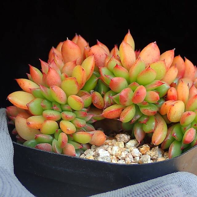 PRESALE Echeveria 'Memory' Cristata, (Random)