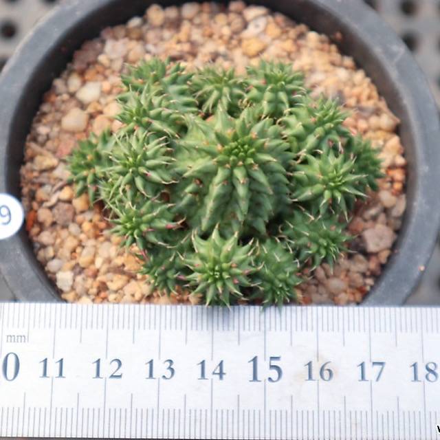 Euphorbia Suzannae