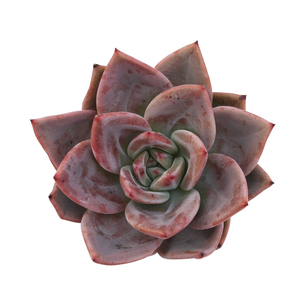 Sale! Echeveria Baekya White Knight