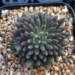 Sinocrassula Yunnanensis, (Random)