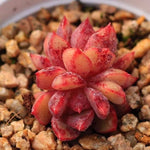 PRESALE Echeveria Love Fire x Lau