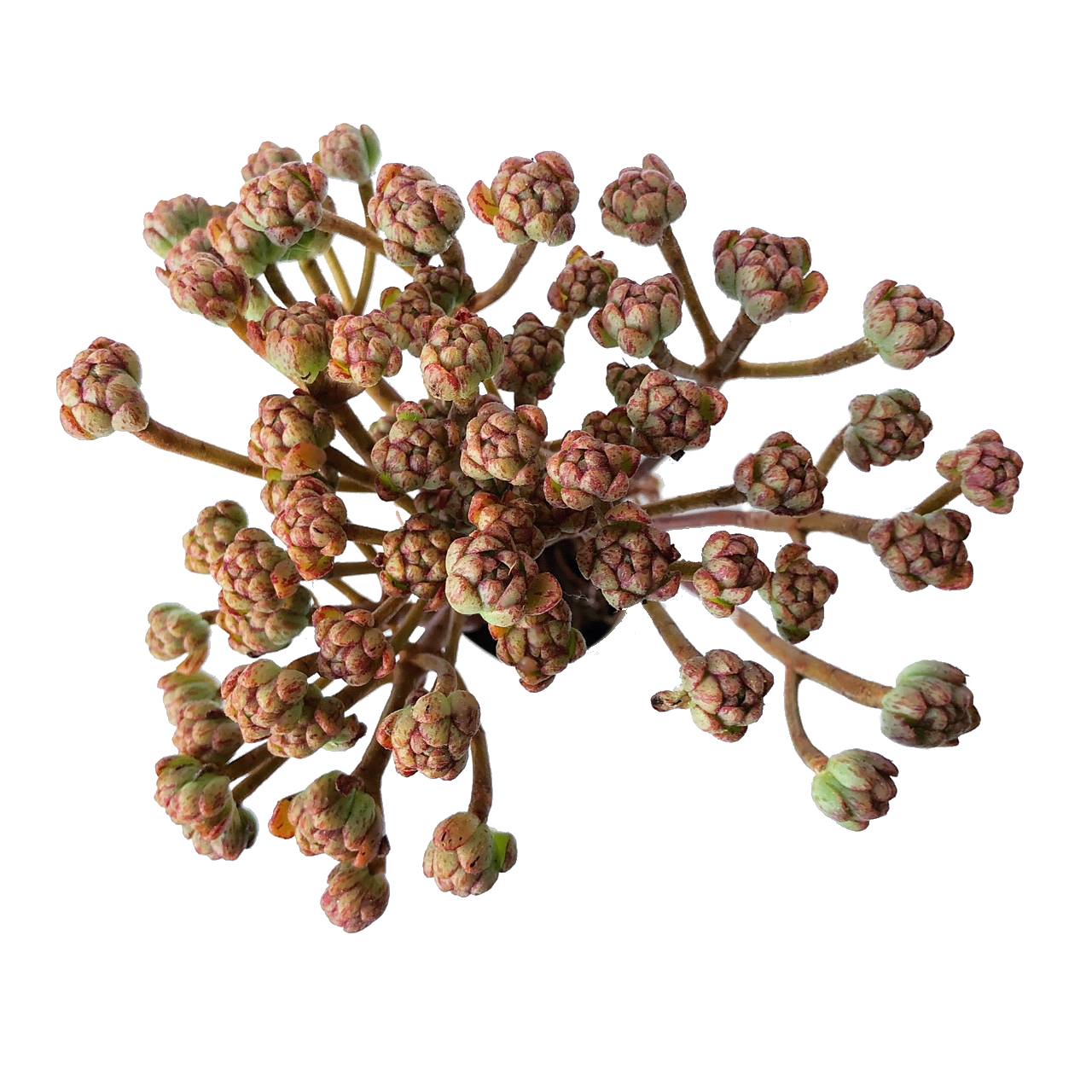 Aeonium Sedifolius, Large Cluster