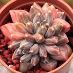 PRESALE Pachyphytum Compactum Sp. 'Dubai'
