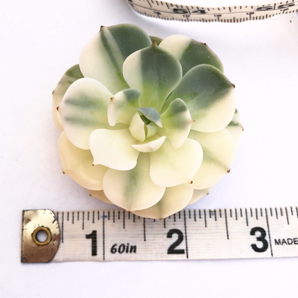 Echeveria Bluette, Variegata