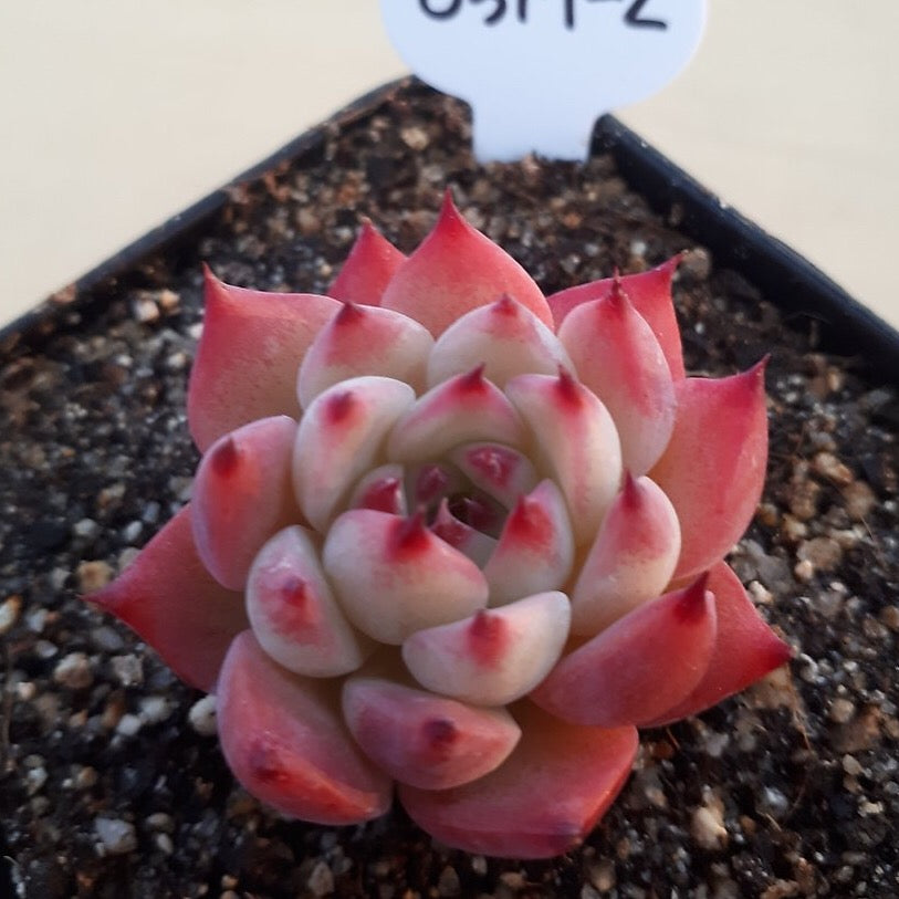 PRESALE Echeveria Chihuahuaensis cv, (Random)