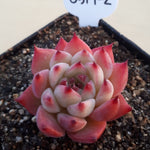 PRESALE Echeveria Chihuahuaensis cv, (Random)