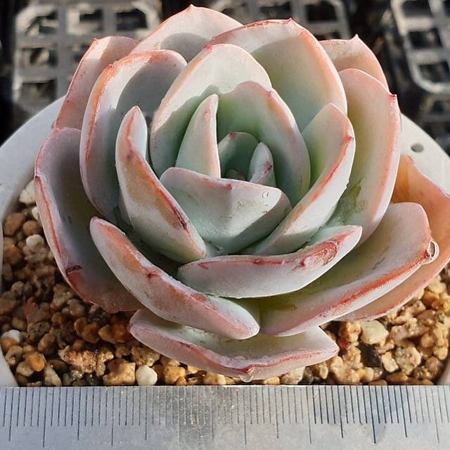 MOTHER'S DAY WEEKEND FLASH SALE! PRESALE Echeveria Brinks Blue, (Random)