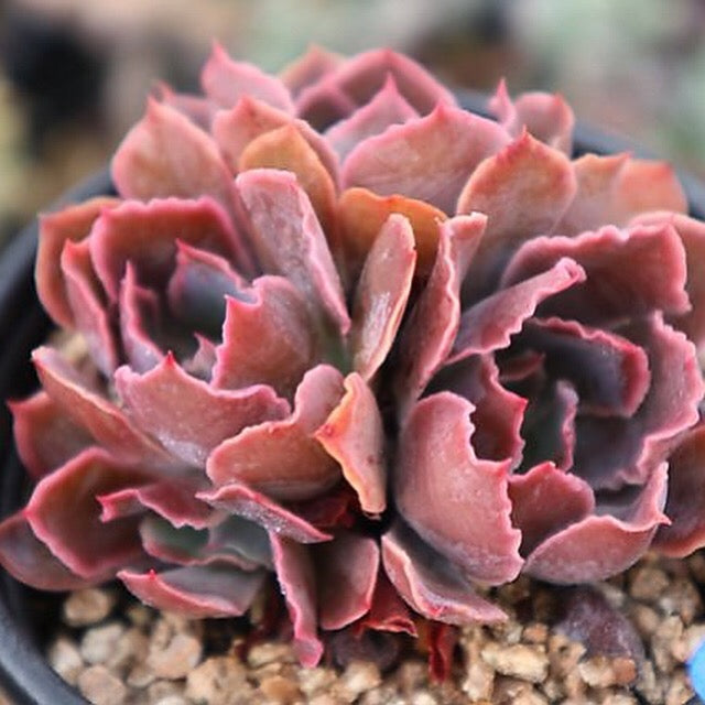 (RESERVED), Echeveria Shaviana del Madre