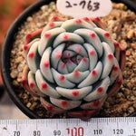 PRESALE Echeveria Momotarou