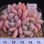 READY TO SHIP- Echeveria Ariel, Cluster (Random)