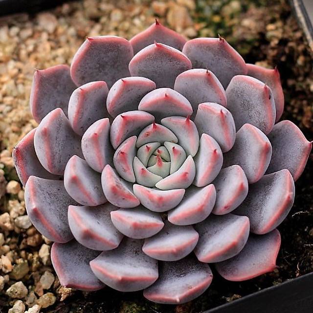 Echeveria Pink Zaragosa