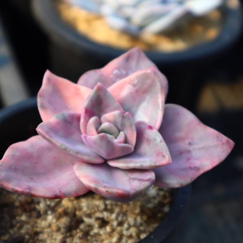 Graptoveria Bainesii, Variegata