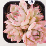 PRESALE Echeveria Maria, (Random)