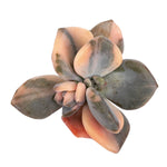(RESERVED) Pachyveria Pachyphytoides