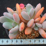 PRESALE Echeveria Raleigh, Triples, (Random)