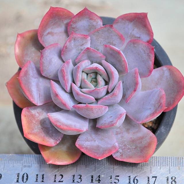 (RESERVED) Echeveria Lucinda
