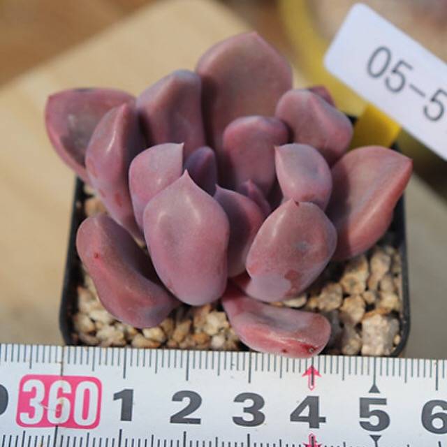 PRESALE Echeveria Cupid, (Random)