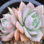 SPECIAL!! JUST CART! Sedum Suaveolens, (Not so Random)