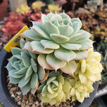 Echeveria Bluette, Cluster