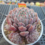 PRESALE Echeveria Setosa x Vincent, (Random)