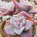 PRESALE Echeveria Bainesii, Triple, (Not so Random)