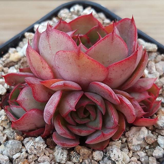 SPECIAL! JUST CART!! PRESALE Echeveria Yangjin, (Not so Random)