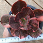 PRESALE Echeveria Pre Madonna, (Not so Random)