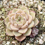 Hwaga Original Hybrid- PRESALE Echeveria Lento