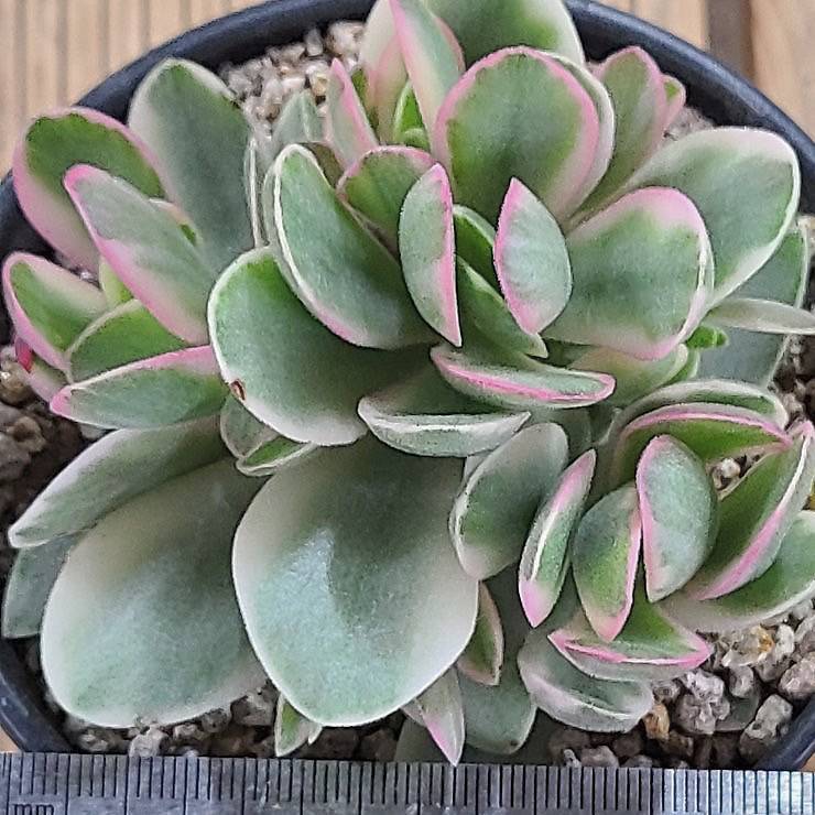 Crassula Swaziensis, Variegata, (Video)
