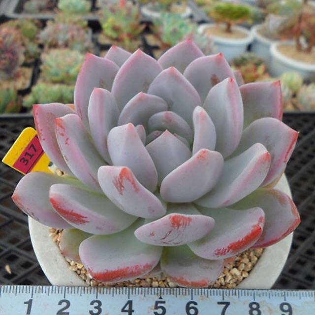 PRESALE Echeveria Hosikage, (Random)