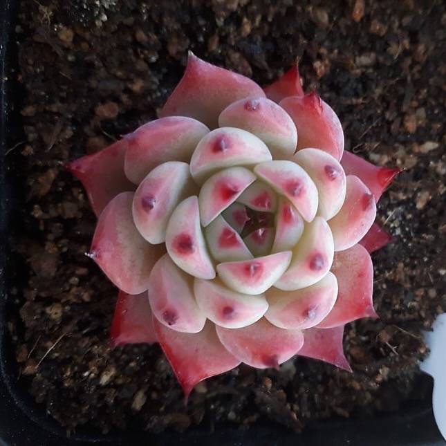 PRESALE Echeveria Chihuahuaensis cv, (Random)