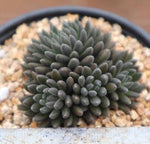 Sinocrassula Yunnanensis, (Random)