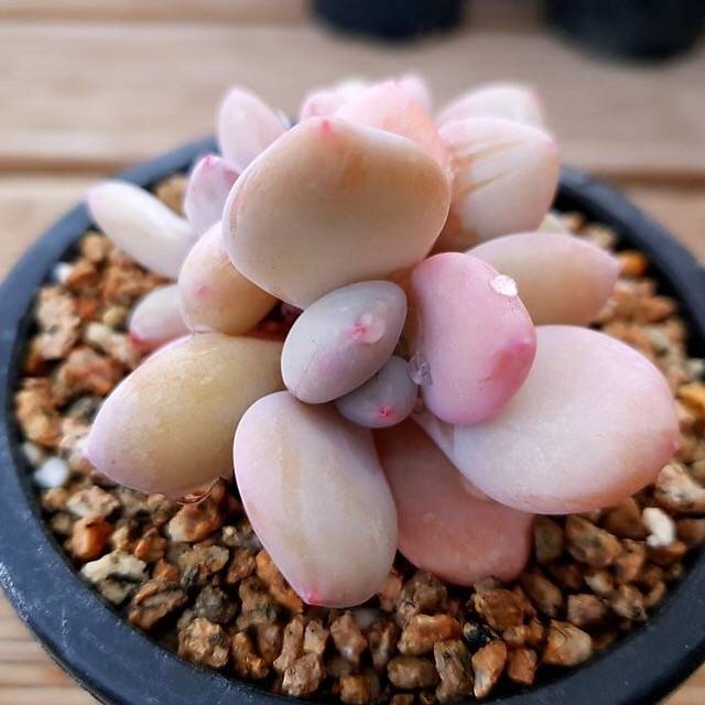 (RESERVED) Echeveria Pink Pitch Cluster