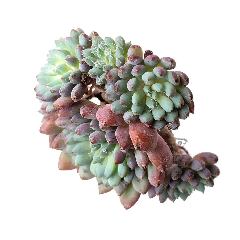 Echeveria Setosa var. Deminuta, Cluster