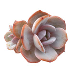 Sale! Echeveria Cream Tea (Soft Bottom Leaves)