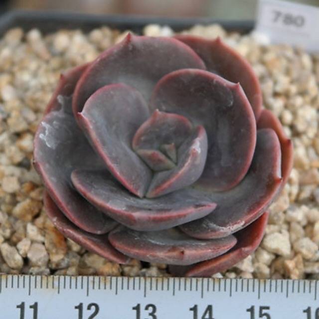 PRESALE Echeveria Blue Metal, (Random)