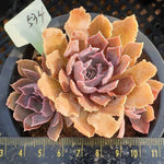 Echeveria Shaviana Madre del Sur, (Random)