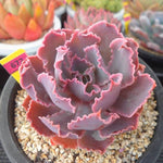 PRESALE Echeveria Shaviana Madre de Sur, (Random)