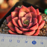 PRESALE Echeveria Noble, (Random)